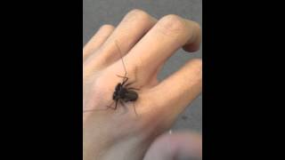 Tailless Whip Scorpion Baby [upl. by Ettenhoj]