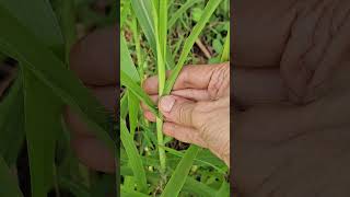 Pennisetum purpureum  Napier fodder grass [upl. by Katz28]