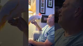 TANGO Anger shorts 🤬🤬🦜viralvideo video parrot shortvideos shortvideo shortsvideo [upl. by Aryamoy]