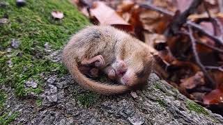 Hazel dormouse Muscardinus avellanarius snoring Poland [upl. by Wareing]