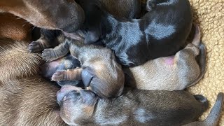 Dachshund puppies being born 🐶 Frida gave birth to 6 healthy beautiful puppiesNemo is the father🐶 [upl. by Nazario83]