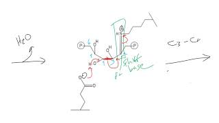 CHEM 407  Aldolase [upl. by Demakis]