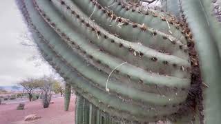 🌵Saguaro of the Day🌵 quotHES STILL TALKING 😦🙄quot By The Sahuarita Walking Trail [upl. by Woody919]