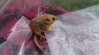 A Mindful Moment Looking at the Dormice in Dartmoor [upl. by Chev]