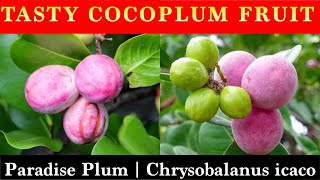 Cocoplum Fruit Plant  Chrysobalanus icaco  Paradise Plum [upl. by Vyse]