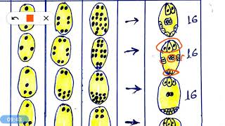 Embryo sac and its type [upl. by Elocon]