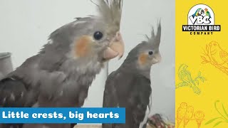 Baby Cockatiels  Victorian Bird Co [upl. by Sylera486]