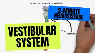 2Minute Neuroscience Vestibular System [upl. by Eidnak]