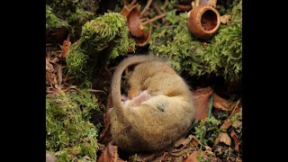 Snoring torpid dormouse [upl. by Nailliw]