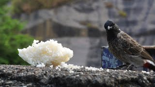 A Redvented Bulbul Eating Rice4K [upl. by Aynwad]