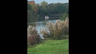 Netting at Baden Hall fishery Middle Pool [upl. by Zeuqirdor]