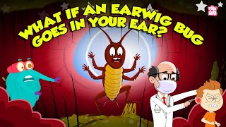 Earwigs Are They Dangerous  What Happens if an Earwig Gets in Your Ear  Dr Binocs Show [upl. by Llerrod]