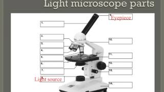 How to properly use a compound light microscope [upl. by Eiramannod746]