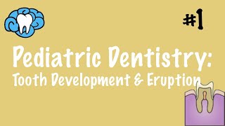 Pediatric Dentistry  Tooth Development and Eruption  INBDE ADAT [upl. by Eliak]