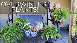 How to Overwinter Boston Ferns and Geraniums [upl. by Richter]