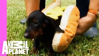 Tina The Dachshund Plays With Her Pups In Adorable Hot Dog Outfits  Too Cute [upl. by Acirtap]