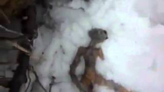 Un extraterrestre mort en russie  Ovnidunetfreefr [upl. by Aisined]