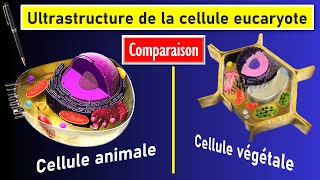 Comparaison de lultrastructure des cellules eucaryotes animale et végétale [upl. by Nerol]