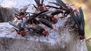 POLISTES CANADENSIS MARIMBONDOCABOCLO POISONOUS INSECTS Swarm of wasps ready to defend the nest [upl. by Salb]