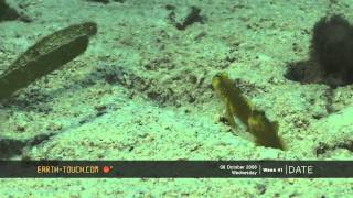 Funny goby fish shares its home with a shrimp [upl. by Nageam809]