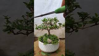 bonsaiexoticpets indoorbonsai bonsaitree bonsaiideas indoorplants [upl. by Rehportsirhc423]