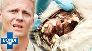 Top 5 Rotten Teeth Procedures 🤮🦷 Compilation  Bondi Vet [upl. by Suilenroc]