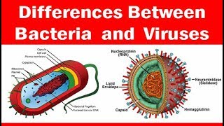 Viruses vs Bacteria  Whats The Difference [upl. by Enuj]