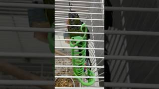 Blackcapped parakeet 🦜 birds pets animals subscribe shorts trending viralvideo bird pet [upl. by Sperling]