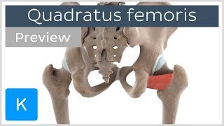 Functions of the quadratus femoris muscle preview  3D Human Anatomy  Kenhub [upl. by Acinorav]