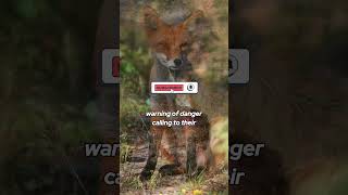 Foxes Can Talk 40 Sounds That Will Surprise You shors facts fox animals [upl. by Stickney7]