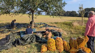 Apfelernte auf unserer Streuobstwiese – Alte Apfelsorten für Apfelsaft amp Apfelwein  Teil 1 [upl. by Esor225]