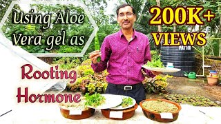 Can Aloe Vera Gel be used as ROOTING Hormone [upl. by Erving]