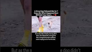 A stray dog followed him for 7 days But what happened next will melt your heart [upl. by Pierrette]