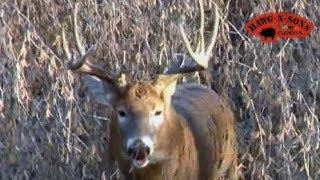 AWESOME Grunting Deer Buck Charging Rutting Whitetails  Rut Hunting [upl. by Stu141]