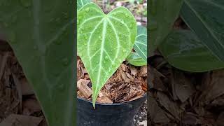 Tarantula plants anthurium kupinggajah tanamanhias [upl. by Erlin]