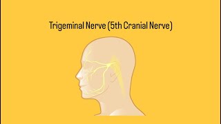 Trigeminal Nerve 5th Cranial Nerve [upl. by Yrotciv]