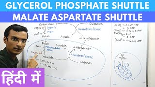 Shuttles  Malate amp Glycerol phosphate shuttles  Biochem  MBBS 1st year [upl. by Charlean247]