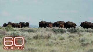 American Prairie Restoring bison to northern Montana with a patchwork nature reserve  60 Minutes [upl. by Hedaza]