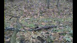 Whitetail buck chasing doe and grunting [upl. by Buote]