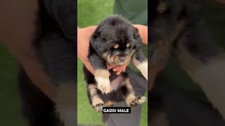 Topquality gaddi male puppy available delivery available contact me 6266490393 gaddikutta shorts [upl. by Xet]