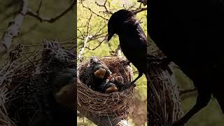 Black drongo bird babies P 14 shortsviral ytshortsvideo [upl. by Atinod810]