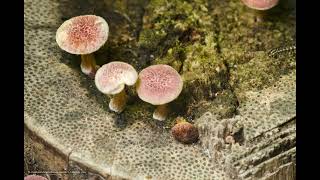 Mushroom Growing  Gymnopilus luteofolius Timelapse 1 [upl. by Etessil]