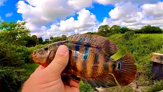 FLORIDA CANAL FISHING I CANT BELIEVE WHAT I HOOKED [upl. by Wolfgram67]