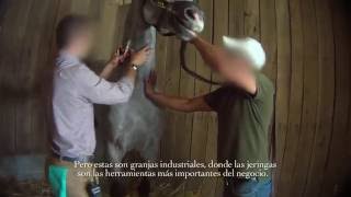 Carreras de caballo al descubierto fármacos y muerte [upl. by Solly592]