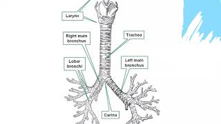 Gross anatomy Thorax Tracheobronchial tree amp Lungs 01 [upl. by Edlyn]