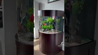 Beautiful “oddball fish” aquarium [upl. by Pentha65]