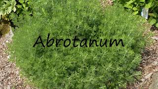 How to Pronounce Abrotanum [upl. by Vaasta747]