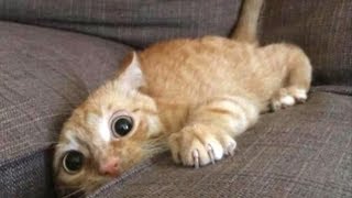 Funniest Scaredy Cats Compilation [upl. by Refotsirc]