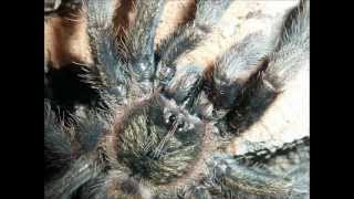 Tarantula Picture Collection Video 4 [upl. by Egroj174]