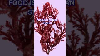 Plant Kingdom quotRHODOPHYCEAEquot Quick Revision NEET Biology 2025 [upl. by Navanod]